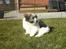 Coton de tulear Uniq Coton Sergent Pepper