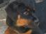 Rottweiler Tulle Larsen - Jeg er bare sååååå sød....