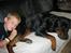 Rottweiler Tulle Larsen - Her er min anden storebror, Frederik!!!