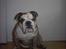 Engelsk bulldog Mojo  * R.I.P. * :´( 