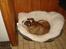 Engelsk bulldog Mojo  * R.I.P. * :´(  - ZZZZzzzzzzzZZZZZzzZZzzzz