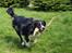 Border collie Freddy - Freddy elsker at lege med pinde.............
