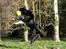 Border collie Freddy - Freddy i flyvende stil med bolden i munden......