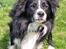 Border collie Freddy - Min elskede smukke Freddy..............de øjne kan man kun elske