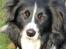 Border collie Freddy - Min mors lille øjesten   :o))