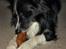 Border collie Freddy - lækkert røget og fyldt marvben....mums....