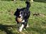 Border collie Freddy - Her er Freddy med sin bold.........