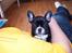 Fransk bulldog Gizmo
