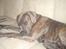Blanding af racer Kovaz R.I.P - go away allready. Sleeping here
