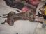 Blanding af racer Kovaz R.I.P - Yes I am in fact part frog