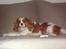 Cavalier king charles spaniel Chilli - er det mig du taler til??
