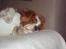 Cavalier king charles spaniel Chilli - du kan godt droppe det, jeg skal IKKE tisse!!!