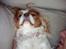 Cavalier king charles spaniel Chilli - mon der falder en godbid ned fra himmelen, hvis jeg ønsker længe nok??