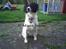 Dansk svensk gaardhund Freja  (24/6) - Så fin :-D