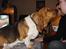 Basset hound Holger - Se bare, man kan kysse gæsterne hvis man kravler op på bordet.