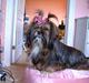 Lhasa apso  LAUNA 