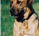 Broholmer Frigga R.I.P. Friksen...