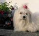 Coton de tulear Pixi