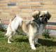 Tibetansk spaniel Kri Kris Everlasting Juno