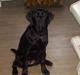 Labrador retriever Freja