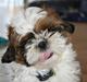 Shih tzu Kalle