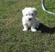 Coton de tulear Disco