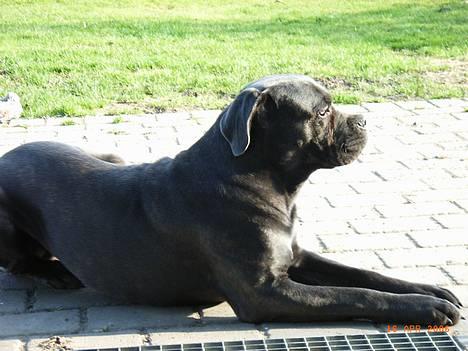 Cane corso Charlie - lidt lækker er jeg da.....d.20/4-06 billede 1