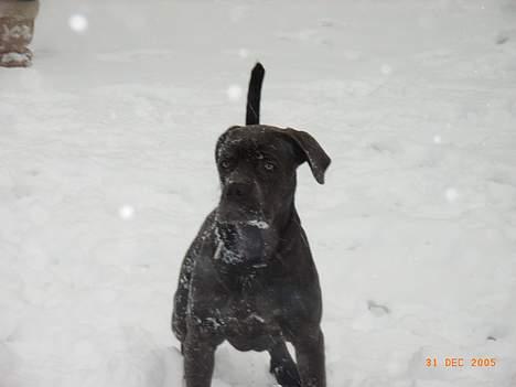 Cane corso Charlie - der er ikke noget bedre en sne.... billede 2