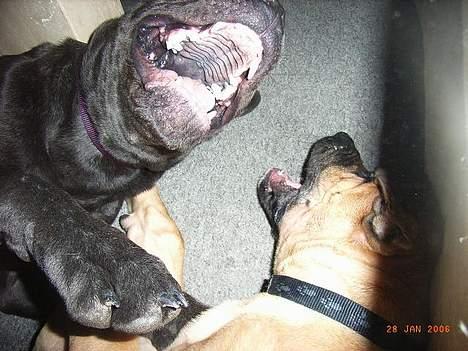 Cane corso Charlie - mig og min legekammerat diesel. billede 3