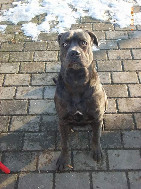 Cane corso Charlie - Far sagde jeg skulle sidde stille billede 4