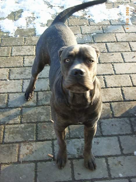 Cane corso Charlie - Mooaarrr, kom nu og leg med mig. billede 5