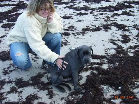 Cane corso Charlie - Mor??..jeg skal vel ikke i vandet nu??????? billede 7
