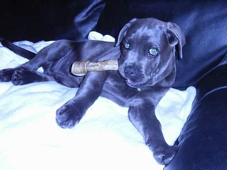 Cane corso Charlie - min første aften, hos min nye familie billede 8