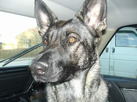Schæferhund Afrah - uha på vej i dollerup bakker, det er spændende... 15-04-06 billede 17