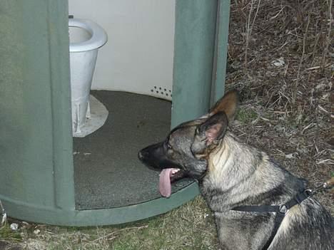 Schæferhund Afrah - Fy føj et offentlig toilet... det var ikke lige sagen... 15-04-06 billede 18