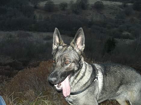 Schæferhund Afrah - Dollerup bakker det var derimod bare lækker... 15-04-06 billede 19