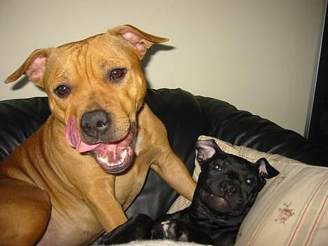 Staffordshire bull terrier  Kaya - Har overgivet mig billede 18