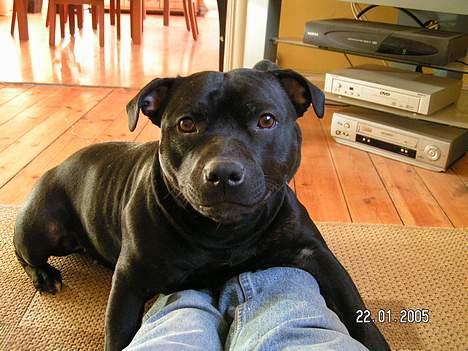 Staffordshire bull terrier  Kaya billede 19