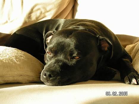 Staffordshire bull terrier  Kaya billede 20