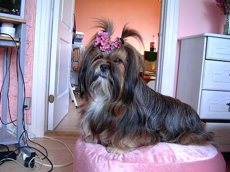 Lhasa apso  LAUNA  - its hard being a princess....   100% princess billede 1