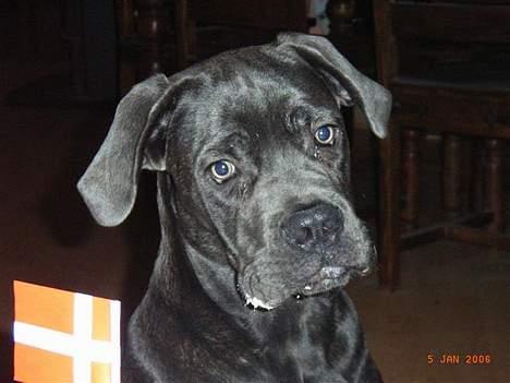 Cane corso Charlie - Må jeg få lidt flødeskum......jeg fik ikke noget før....(blink blink) billede 9