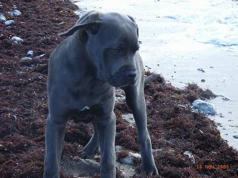 Cane corso Charlie - tror de selv på at jeg går derud...de må være sindsyge!!!!!!!! billede 10