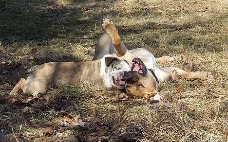 Boerboel ~ Victor ~ R.I.P - Bedste venner Victor og Cæsar d 14 april billede 8