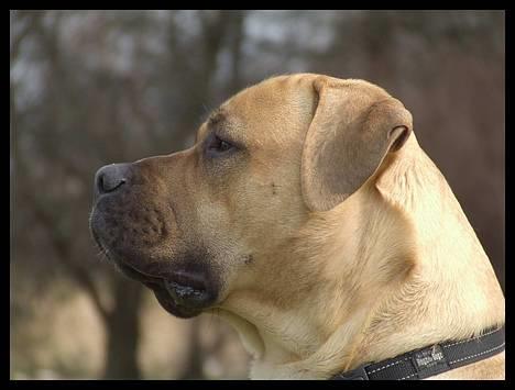 Boerboel ~ Victor ~ R.I.P - Skuer ud over sit rige d 16 april billede 10