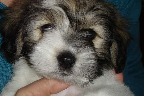 Coton de tulear Noah - 8 uger billede 1