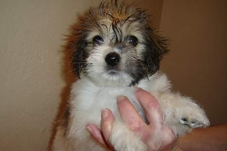 Coton de tulear Noah - Her har Noah liiige været i bad.. Det tog han meget pænt!! billede 2