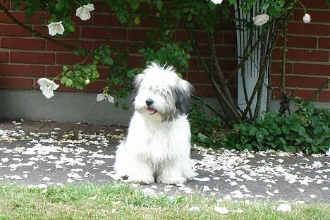 Coton de tulear Noah billede 3