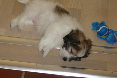 Coton de tulear Noah - Første dag hjemme. Efter at have udforsket hele huset faldt han om mellem stue og køkken.. billede 4