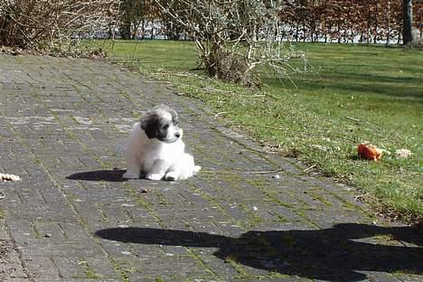 Coton de tulear Noah - Dejligt vejr ude. Det skulle nydes og DET gjorde Noah!! billede 5
