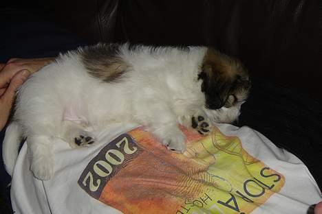 Coton de tulear Noah - Noahs yndlingsplads.. På maven af far billede 6